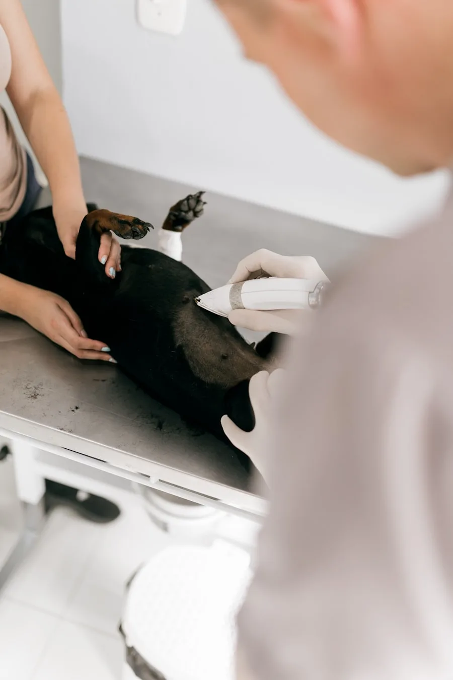 A dog being examined on the table, front paw held gently in place
