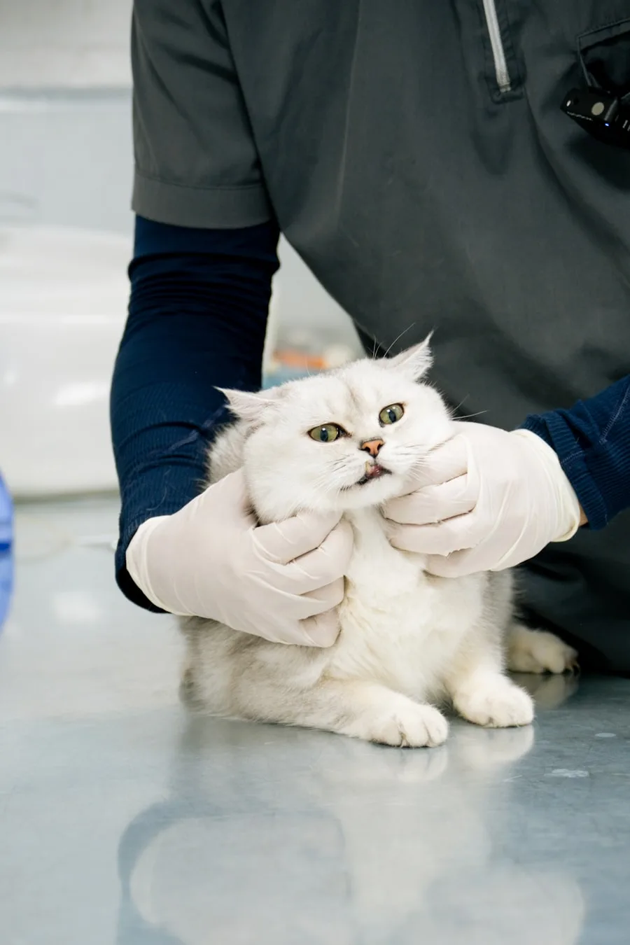 A white cat being held steady for a routine check