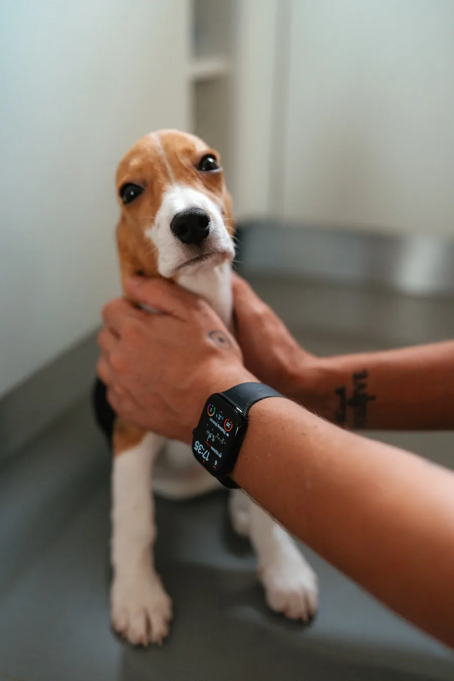 A beagle puppy held gently during an exam room visit