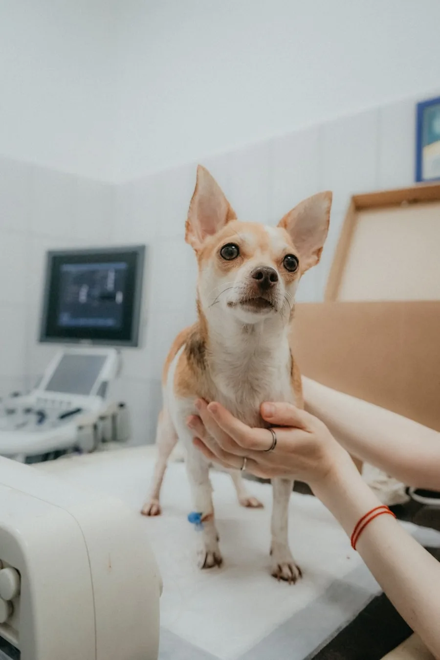 A chihuahua on the exam table, diagnostic equipment behind