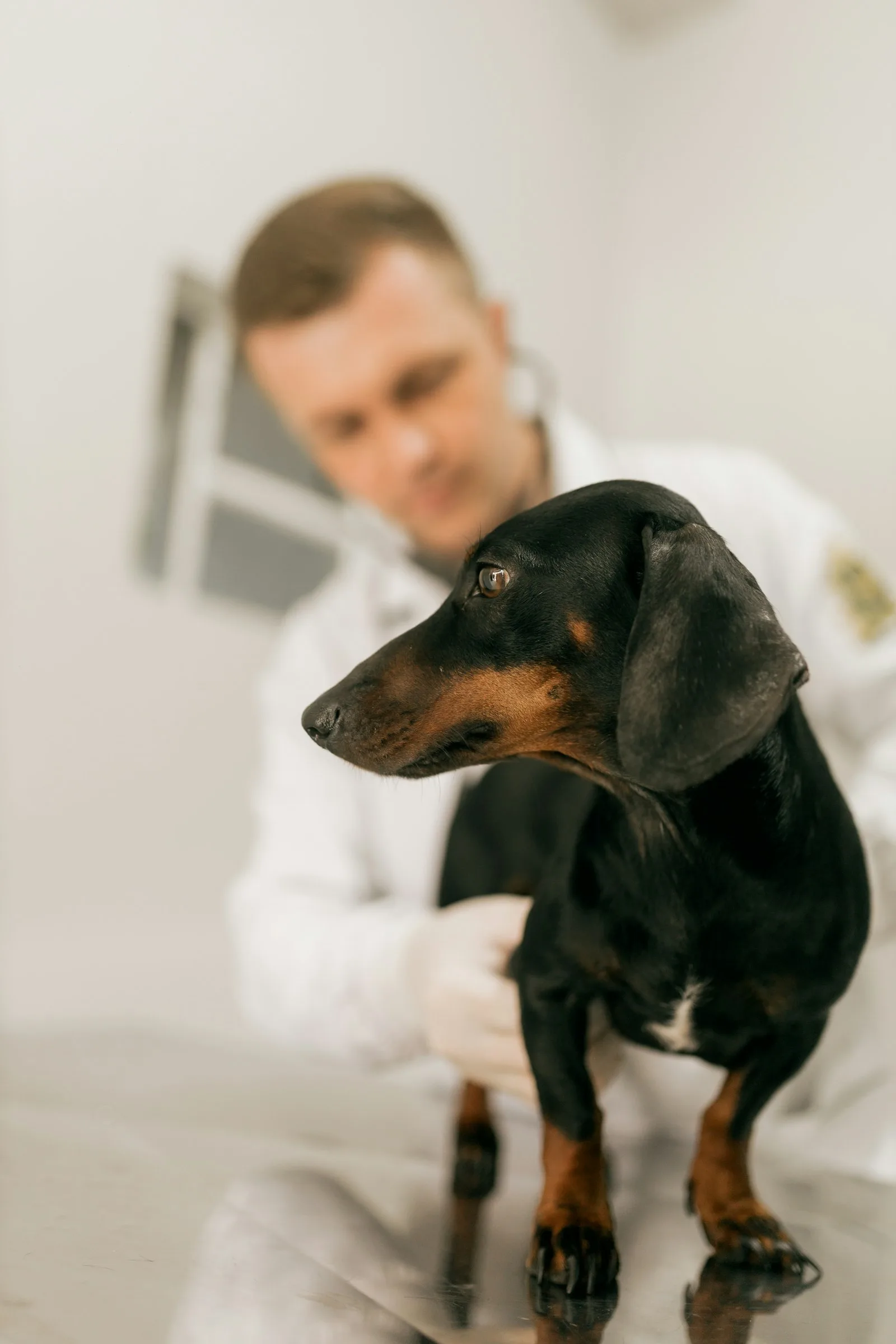 Rowan Veterinary Clinic, Small-animal vets in Terenure. Gentle handling, plain answers.
